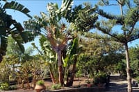 Maspalomas Botanical Park