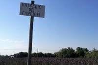 Biking through artichokes fields