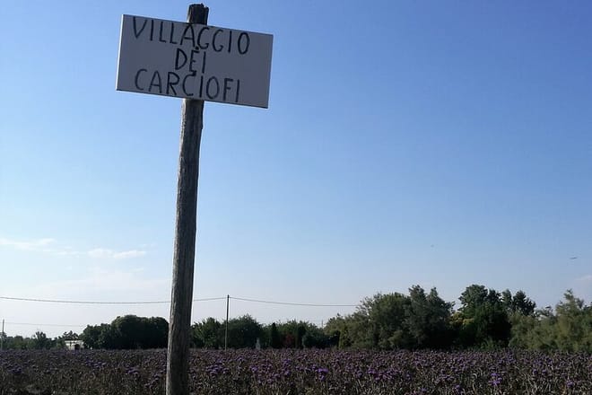 Biking through artichokes fields