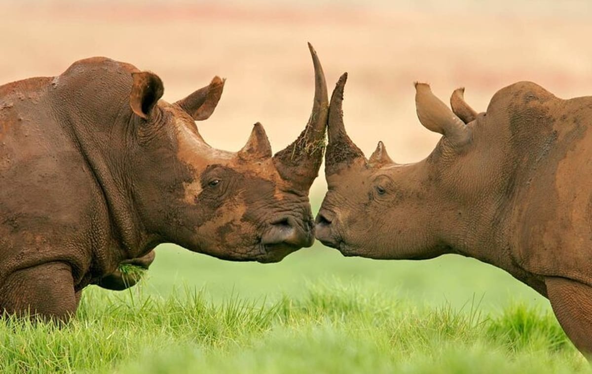 Day Trip To Ol Pejeta Conservancy Rhino And Chimpanzee Sanctuary