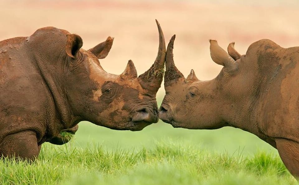Day Trip to Ol Pejeta Conservancy for Rhino and Chimpanzee Viewing