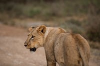 3-Day Nairobi National Park Safari 6