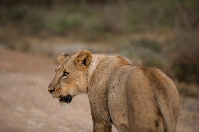 3-Day Nairobi National Park Safari photo 6