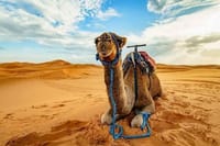 3 Hours ATV Quad &amp; Camel Riding With Transfer - Sharm El Sheikh
