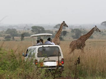 Private Nairobi National Park Tour During Airport Layover