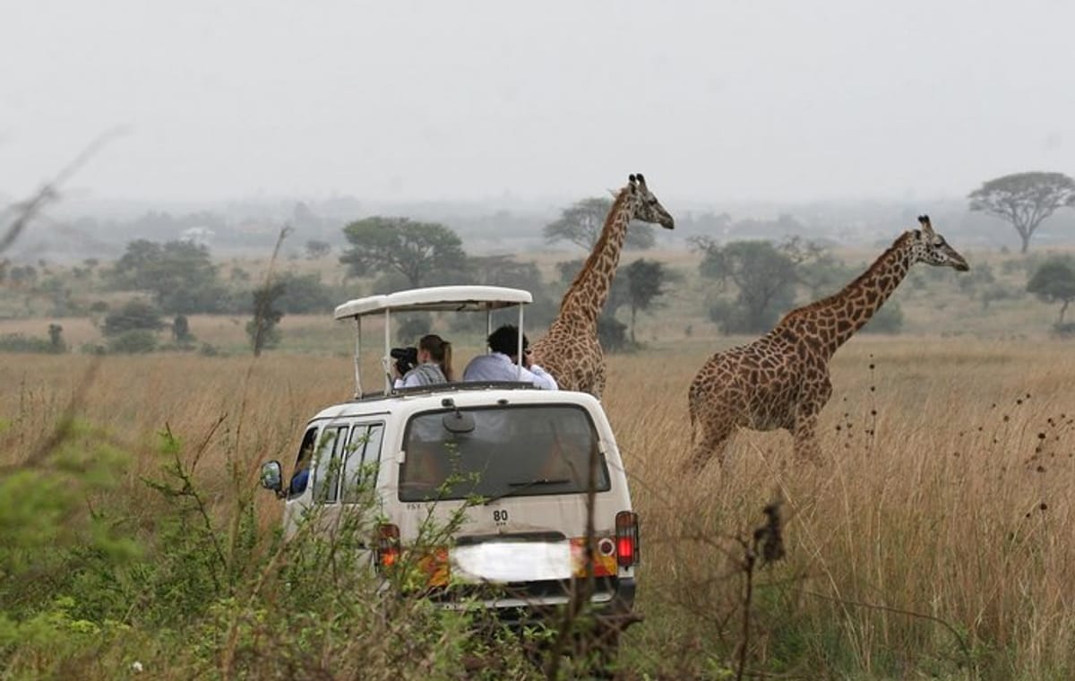 Nairobi Airport Layover: Covid-19 Safe & Private Tour to Nairobi National Park