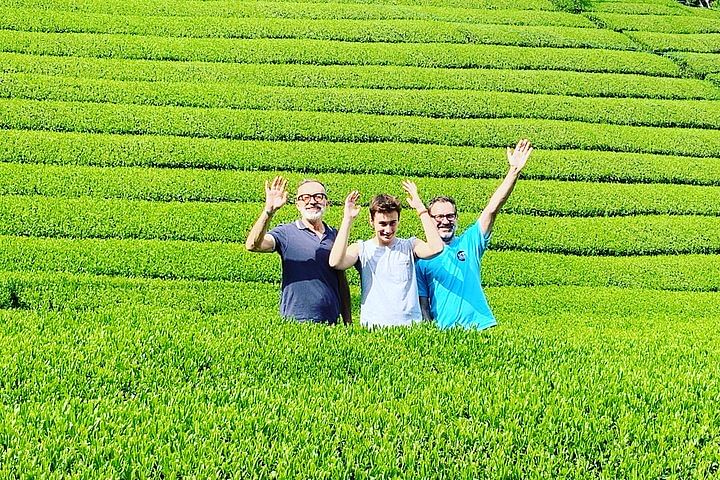 Guided Bike Tour to a Green Tea Farm in Shizuoka (not e-bikes)