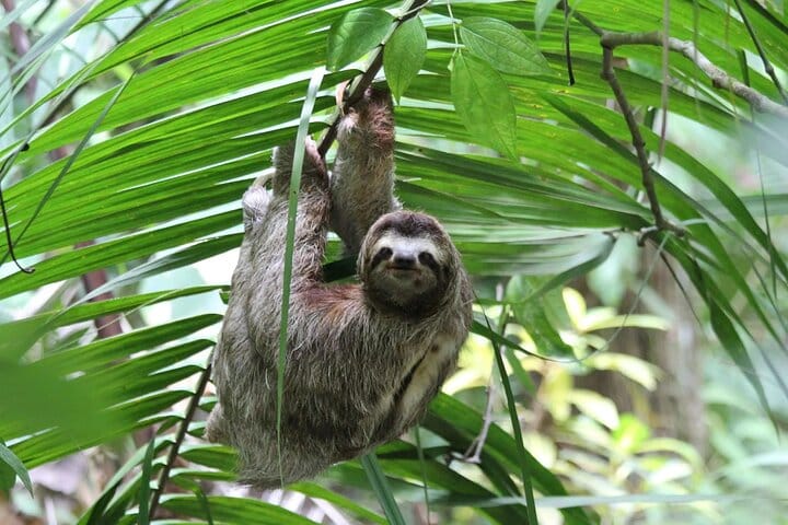 Puerto Limon Sloth Lovers and Tortuguero Canal Shore Excursion 3