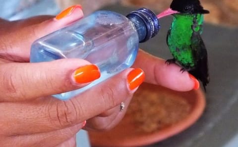 Rocklands Bird Sanctuary and Montego Bay City Highlights Tour