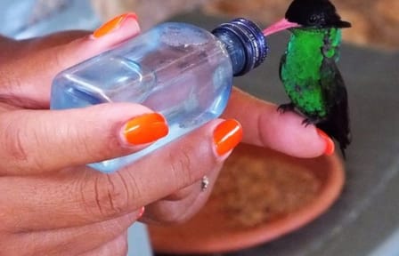 Rocklands Bird Sanctuary and Montego Bay City Highlights Tour