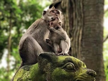 monkey forest