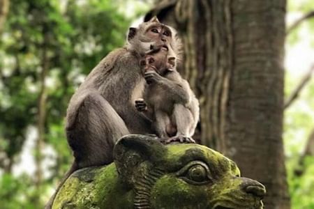 Private Tour of Ubud Center and Surroundings