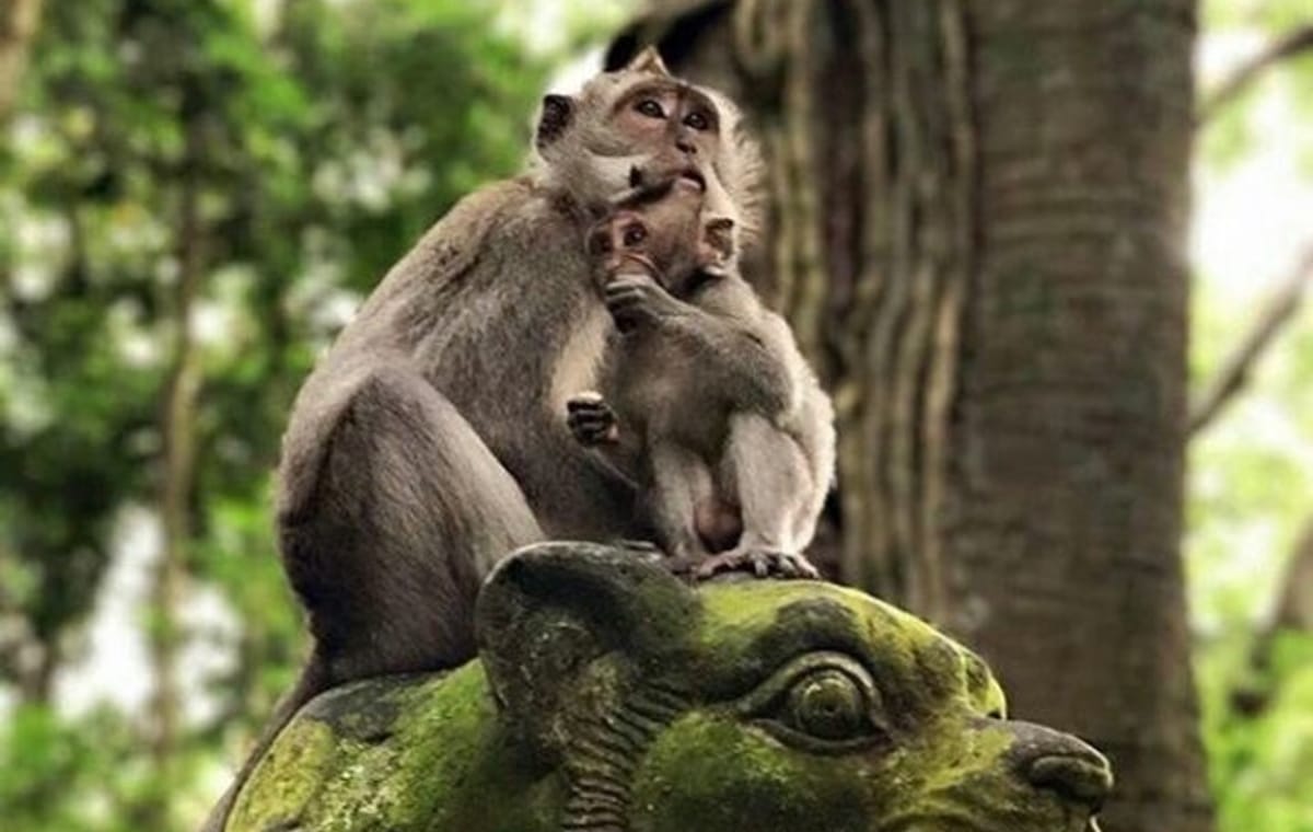 Private Tour of Ubud Center and Surroundings