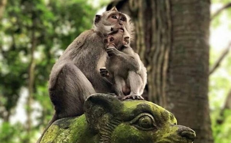 Private Cultural Tour of Ubud and Sacred Monkey Forest