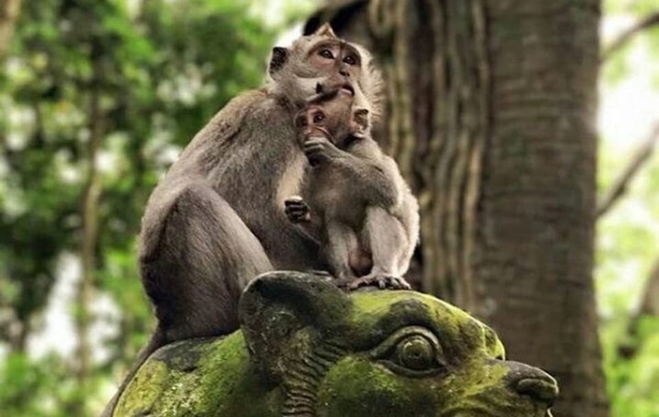 Private Cultural Tour of Ubud and Sacred Monkey Forest
