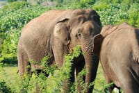 Knuckles and Wasgamuwa Trails from Kandy 2
