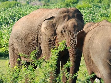 Three-Day Trekking Adventure in Knuckles and Wasgamuwa from Kandy