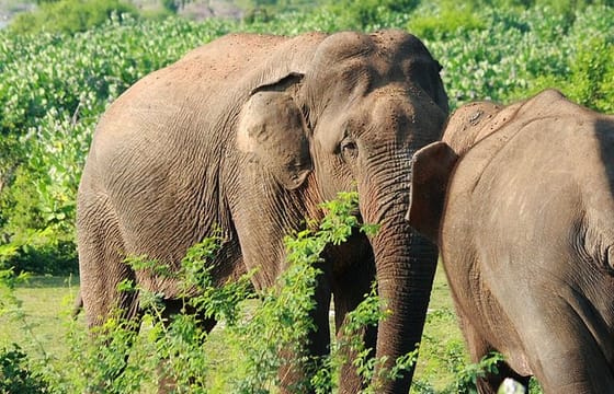 Knuckles and Wasgamuwa Trails from Kandy