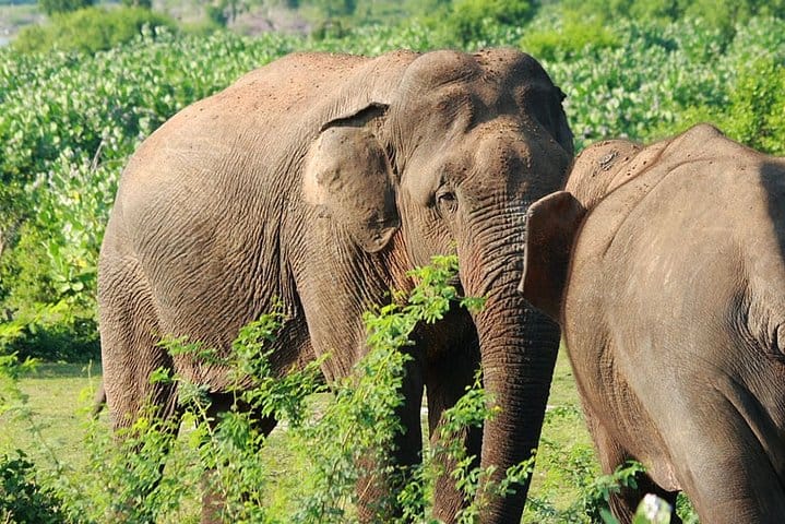 Knuckles and Wasgamuwa Trails from Kandy 2