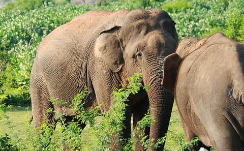 Three-Day Trekking Adventure in Knuckles and Wasgamuwa from Kandy