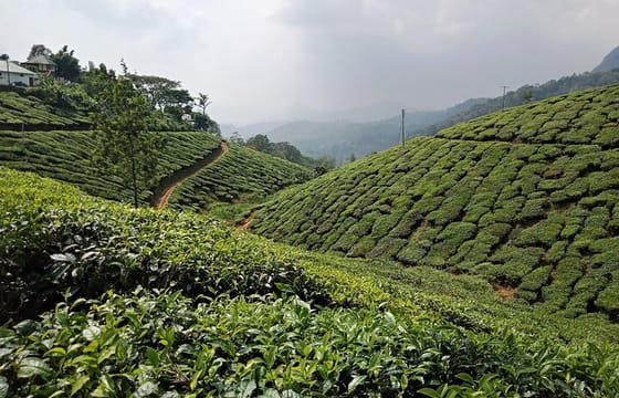 Munnar 3-Day Private Sightseeing Tour from Madurai