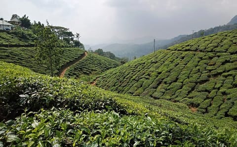 Private 3-Day Cultural Tour of Munnar from Madurai