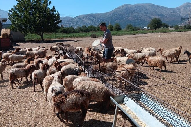 Private Half Day: Olive Oil, Krasi Village & Lasithi Plateau Tour 10