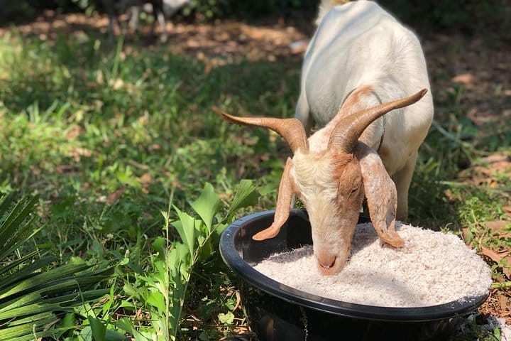 Koh Yao Native Touch & Thai cooking class