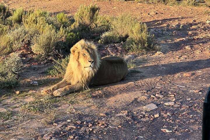 Cape Town Aquila Game Reserve Big 5 Sunset Safari with Transport