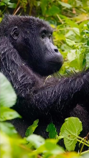 6-day Gorilla Habituation, Murchison falls park and Jinja Experience photo 5
