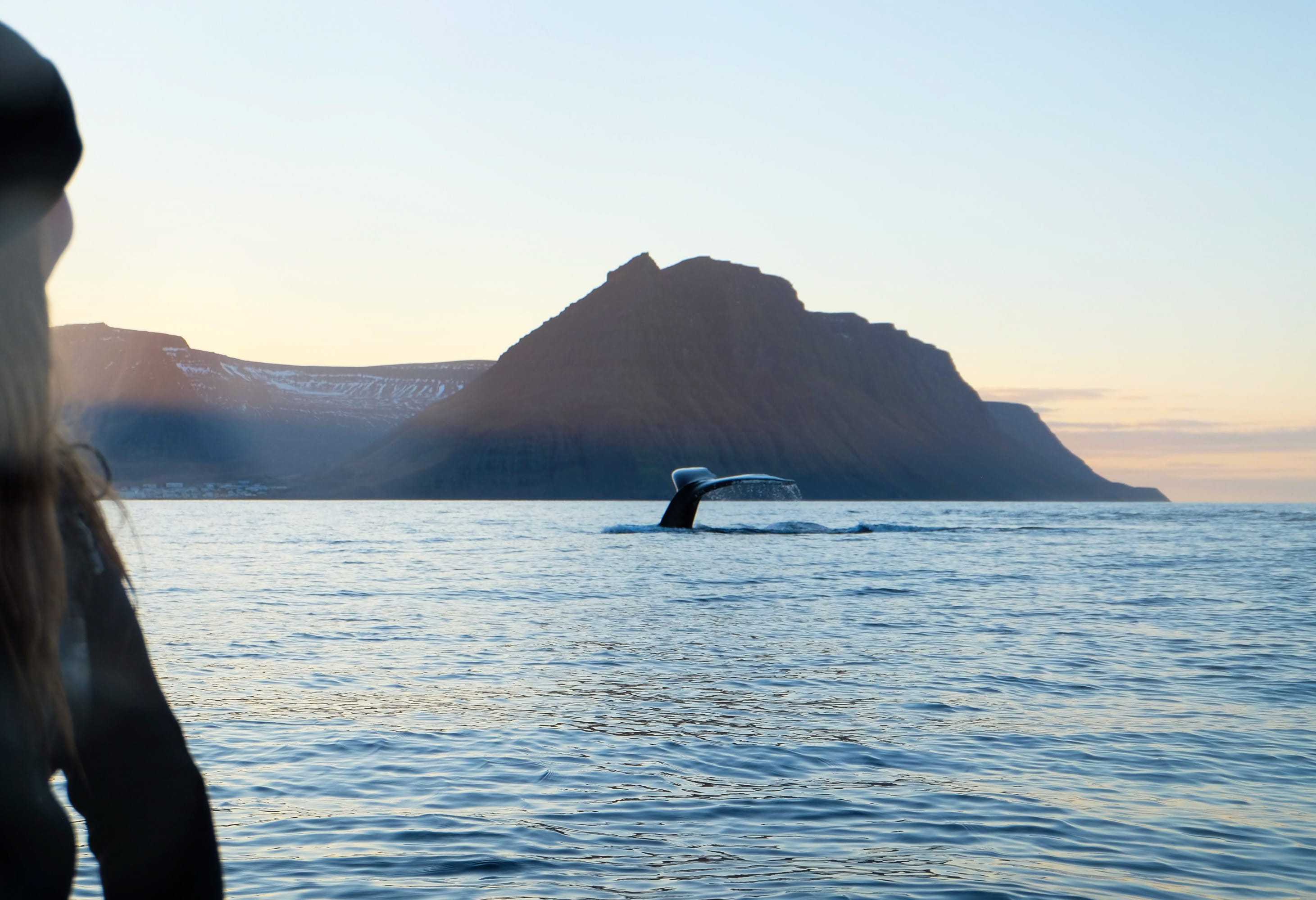 Whale Watching Akureyri