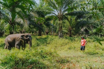 Full-Day Rescued Elephant Walk with Guide Tour in Khaolak