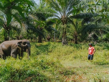 Full day Elephant Sanctuary Tour in Khaolak