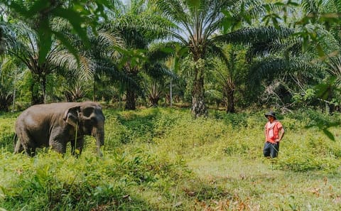Full-Day Rescued Elephant Walk with Guide Tour in Khaolak