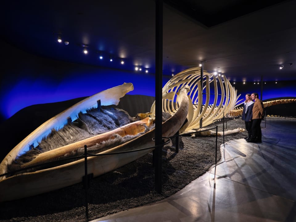Húsavík Whale Museum Ticket — Húsavík Whale Museum