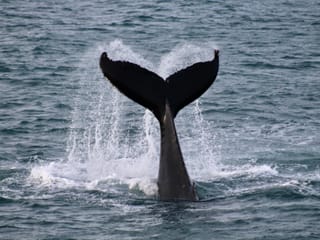Reykjavík Classic Whale Watching , photo 22