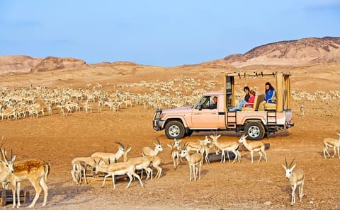 Wildlife Drive and Lunch Experience on Sir Bani Yas Island