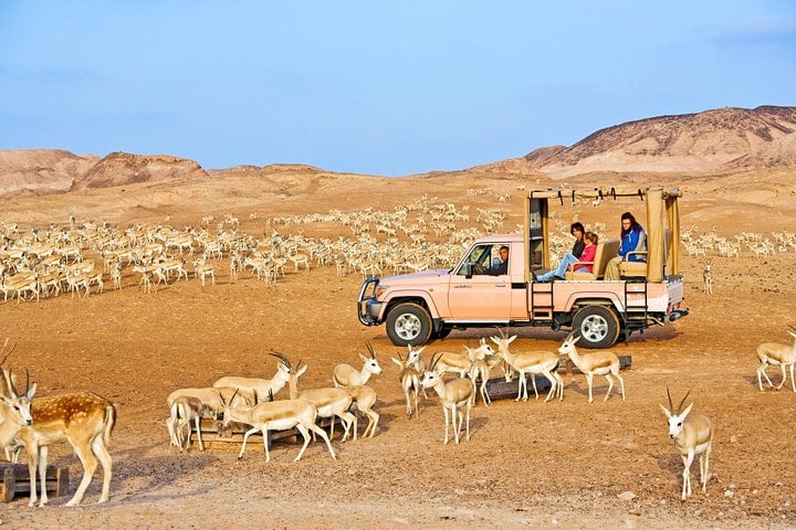 Nature and Wildlife Drive with Lunch- Must do Experience 2