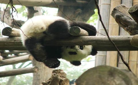 Chengdu Panda Mt. Emei and Giant Buddha and Tea Plantation 3 Days