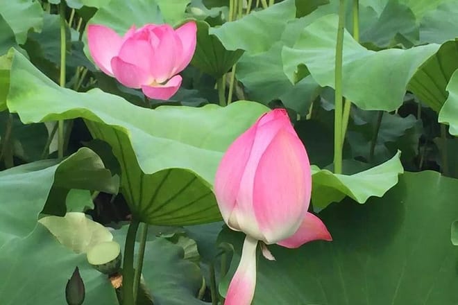 Private Day Tour in Kunming: Flower and Birds Market, Dianchi, Green Lake etc. 3
