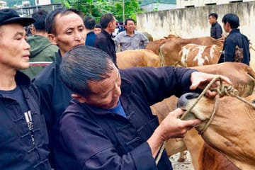 4-day Trekking in Ha Giang – Tay Con Linh