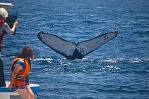Tour de observación ballenas jorobadas