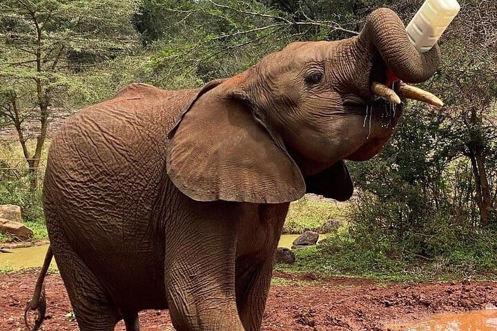 Nairobi Museum Snake Park Giraffe Center and Beads Center Tour