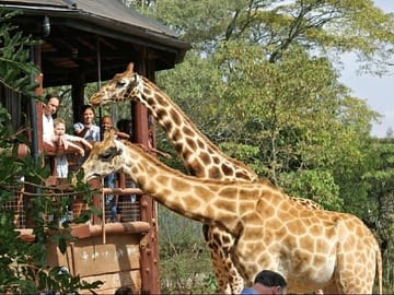 Nairobi Museum Snake Park Giraffe Center and Beads Center Tour
