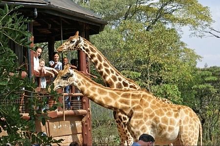 Nairobi Giraffe Center Experience: Close Encounters with Rothschild Giraffes