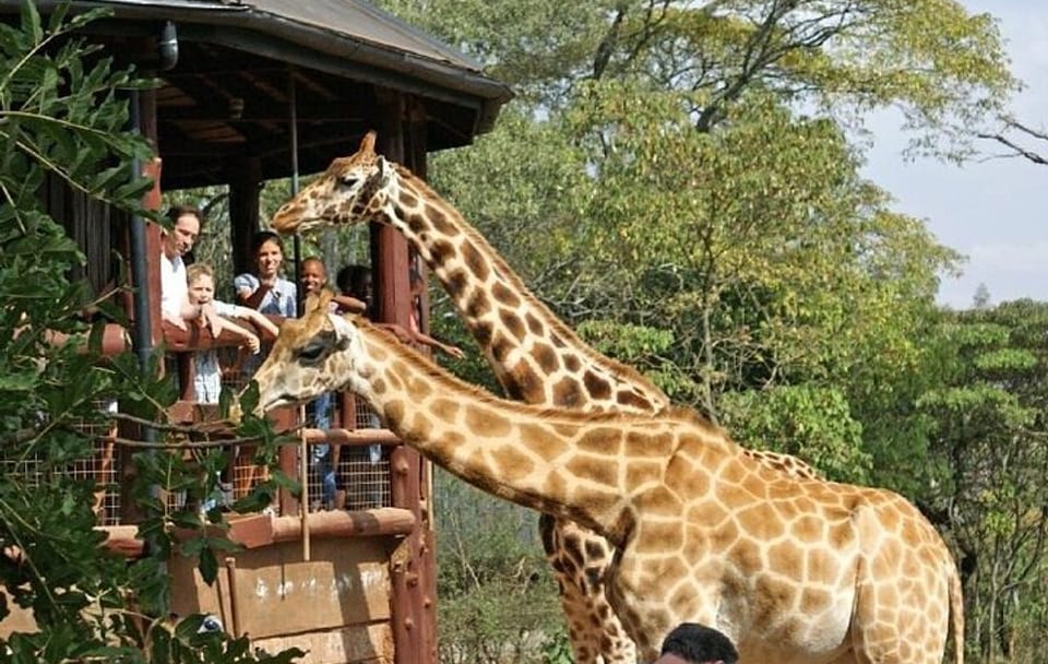 Nairobi Airport Layover Tour Giraffe Center