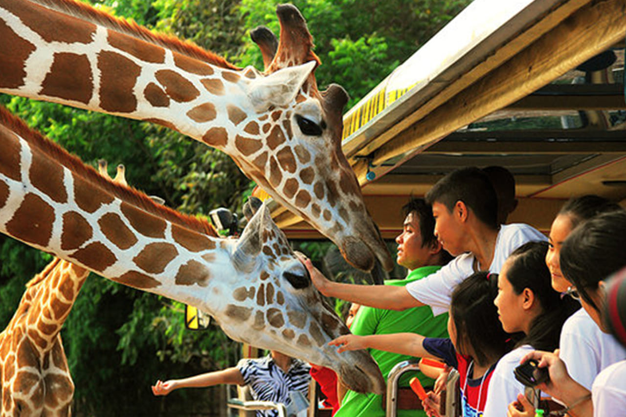 Chiang Mai Day or Night Safari Park 9