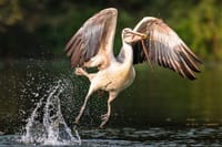 Prek Toal Birds Sanctuary & floating Village Private Tours from Siem Reap 2