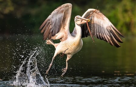 Kayaking and Nature Photography Tour at Prek Toal, Siem Reap