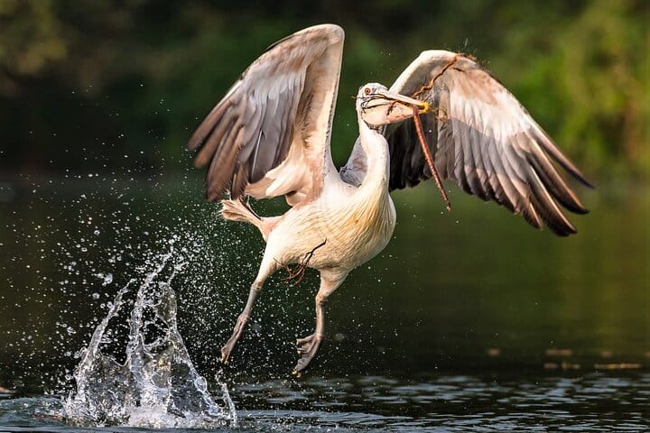 Prek Toal Birds Sanctuary & floating Village Private Tours from Siem Reap 2